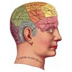 De anatomie van de hersenen