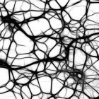 Het zenuwstelsel van het menselijk lichaam: Neuronen