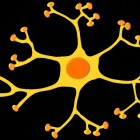 Het zenuwstelsel: steuncellen van het perifeer zenuwstelsel