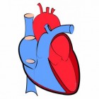 Het hart, een complex orgaan uitgelegd