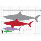 De megalodon, een enorme prehistorische haai