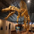 De Spinosaurus, een enorm roofdier uit de prehistorie