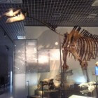 De paraceratherium, een enorm zoogdier uit de prehistorie