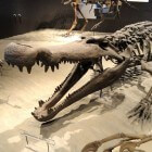 De deinosuchus, een reuzenkrokodil uit de oertijd