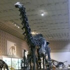 De brontosaurus, een prehistorische planteneter