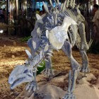 De huayangosaurus, een unieke stegosaurus uit de prehistorie