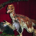 Stammen vogels af van dinosaurussen?