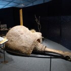 De doedicurus, een prehistorisch gordeldier