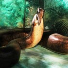 De Titanoboa, een enorme slangensoort uit de prehistorie