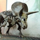 De Triceratops, een dinosaurus uit het Krijt-tijdperk