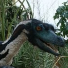 De velociraptor, een vleesetende dinosaurus