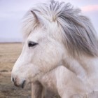 Kleurengenetica bij het paard: Schimmel-gen (modifier)