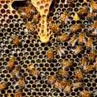 Over de bijtjes en de bloemetjes