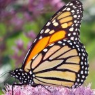 Hoe kunnen vlinders navigeren via het polarisatiepatroon?