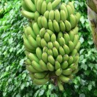 De TR4 Panama-ziekte: een bedreiging voor de bananenteelt