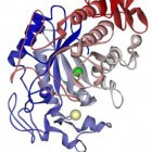 Het Amylase enzym
