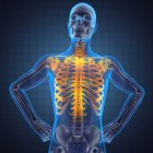 Anatomie - Spieren en functies van de elleboog en bovenarm