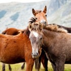 Diagnoses bij paarden door middel van thermografie