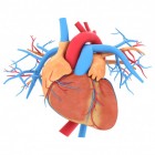 Hoe werkt het hart en hoe is het opgebouwd?