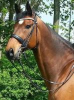 Bruin paard vroeg in de zomer / Bron: C_Alsemgeest (www.bokt.nl)