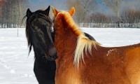 Zwart paard en vos paard met flaxen / Bron: Wellox, Pixabay