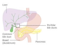 Ligging van de pancreas (alvleesklier) in de buikholte / Bron: Cancer Research UK, Wikimedia Commons (CC BY-SA-4.0)
