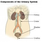 Het urinestelsel; de werking van de nieren en urine