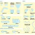 Bacteriën nader bekeken: morfologie onder de microscoop