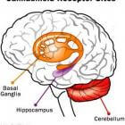 Anatomie hersenen: basale ganglia