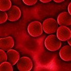Bloed: De verschillende soorten bloedcellen