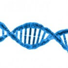 De relatie tussen chromosomen, celkern, DNA en genen