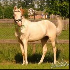 Kleurengenetica bij het paard: Crème & pearl (verdunning)
