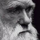 De evolutietheorie volgens Darwin