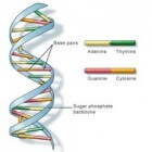 DNA: structuur, opbouw, deling en verdubbeling