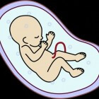 De ontwikkeling van het embryo - Islam en Wetenschap