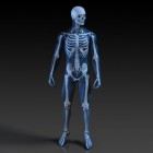 Anatomie - Spieren en functies van de schouder