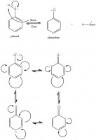Figuur 4: Deprotonatie en resonantie van het fenolaat anion. In tegenstelling tot normaal benzeen heeft het fenolaat 4 resonantiestructuren