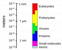 Weergave grootte virus ten opzichte van bacteriën (prokaryoten) / Bron: TimVickers, Wikimedia Commons (Publiek domein)