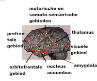 Verbindingen via neuronenbanen en hersenstofjes