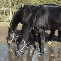 Een donkerbruin paard (achterste) en een zwart paard. / Bron: TinGu (www.bokt.nl)