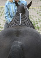 Skunk-tail / Bron: Rina (www.bokt.nl)