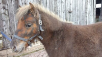 Deze pony was zwart en begon te verkleuren rond twee jaar. Op de foto is ze 2,5 / Bron: Nanne02 (www.bokt.nl)