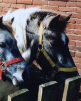 Rechter pony op deze foto is dezelfde pony als de witte pony op de foto hiernaast. / Bron: Shettepret (www.bokt.nl)
