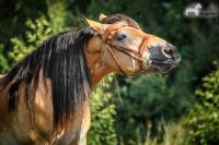 Nederlands trekpaard, meelsnuit en wit rond de ogen / Bron: KoudbloedKim (www.bokt.nl)
