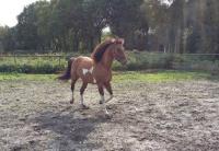 Homozygoot bruin tobiano. Niet alle tobiano paarden hebben veel wit / Bron: Speedfiets_2 (www.bokt.nl)