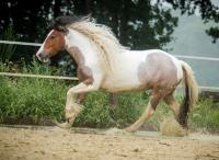 Tobiano en roan staan op hetzelfde gen, dit paard kan dan ook onmogelijk homozygoot-tobiano zijn. / Bron: Niene87 (www.bokt.nl)