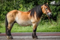 Dit paard is een schoolvoorbeeld voor pangaré / Bron: KoudbloedKim (www.bokt.nl)