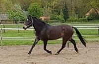 (6) Een hele donkere valk, dit paard is als basiskleur donkerbruin door zwart pigment waar crème geen effect op heeft / Bron: Stippie (www.bokt.nl)