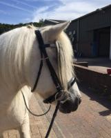 Pony is op oudere leeftijd volledig wit gekleurd door het schimmel-gen. / Bron: Shettepret (www.bokt.nl)