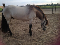 Een extreme vorm van sooty op een valk-paard / Bron: Tribunals (www.bokt.nl)